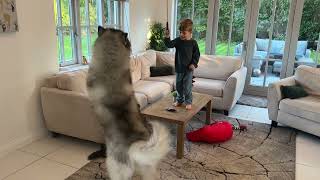 Adorable Baby Boy Plays With His Cat But Dog Has Other Ideas! (Cutest Ever!!)
