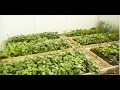 How to start a vegetable garden （开垦新菜园）