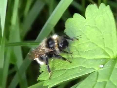 Bombus ou Psithyrus ? (Apidae-Hymenoptera)
