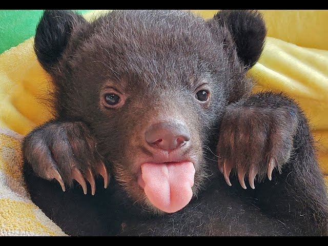 クマを抱っこできる動物園があるって知ってた 意外な可愛い生態に驚き ライブドアニュース