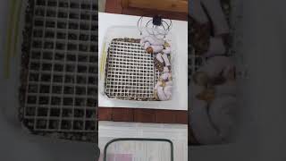 Follow up on Lemonblast Pied x Pin Pied clutch