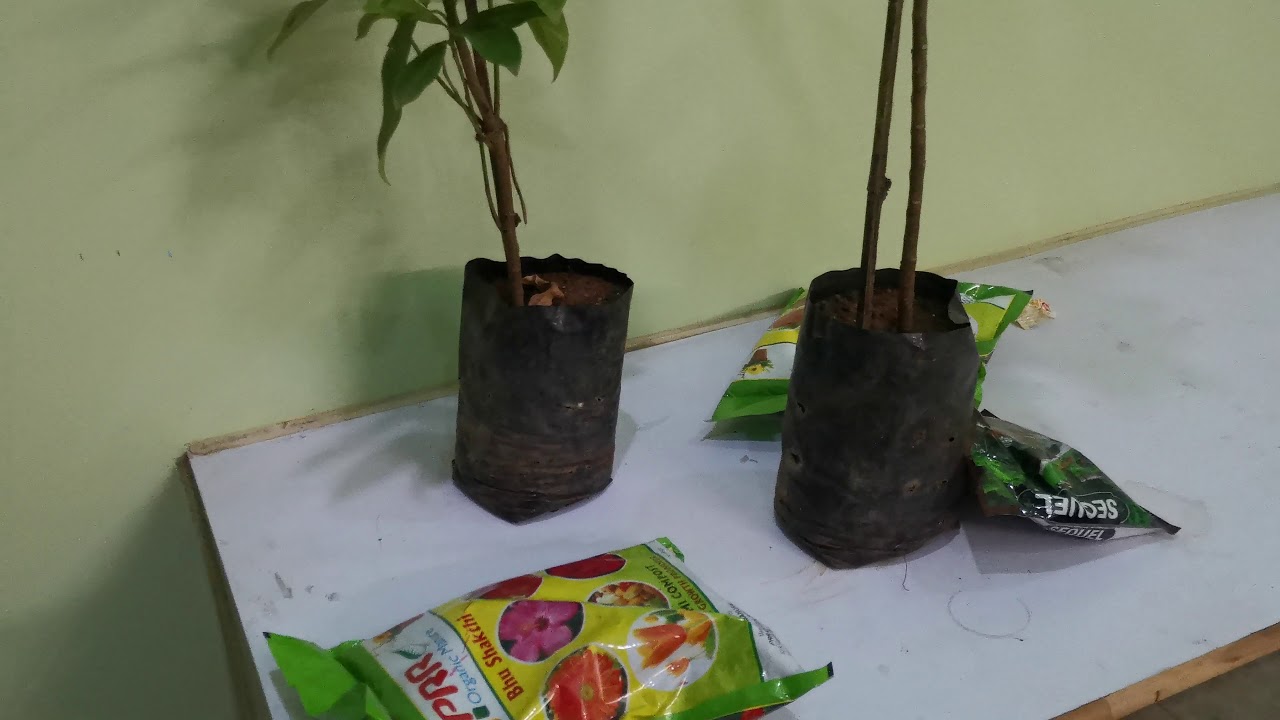 Rudraksha Plant at home Rudraksha tree Grow Rudraksha Plant India Rudraksha Kannada,Rudraksha