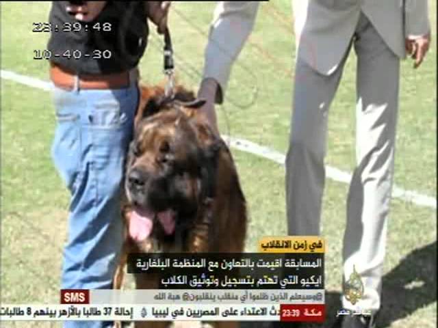 أول مسابقة لملكة جمال الكلاب في مصر!