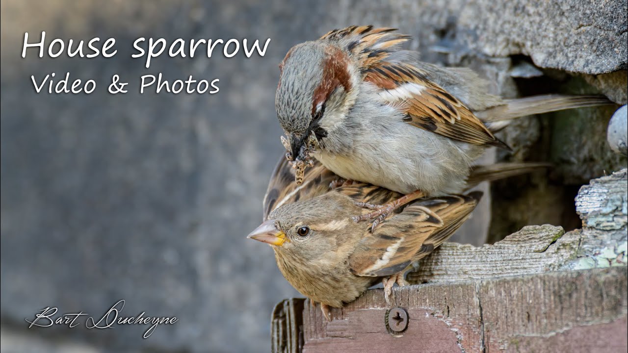 Mating sparrows during corona lockdown