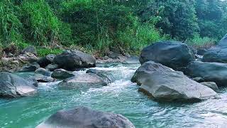 Sleep Better Tonight with River Sounds and Soft Birds Chirping