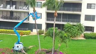 Coconut tree trimming timelapse, 5 21 18