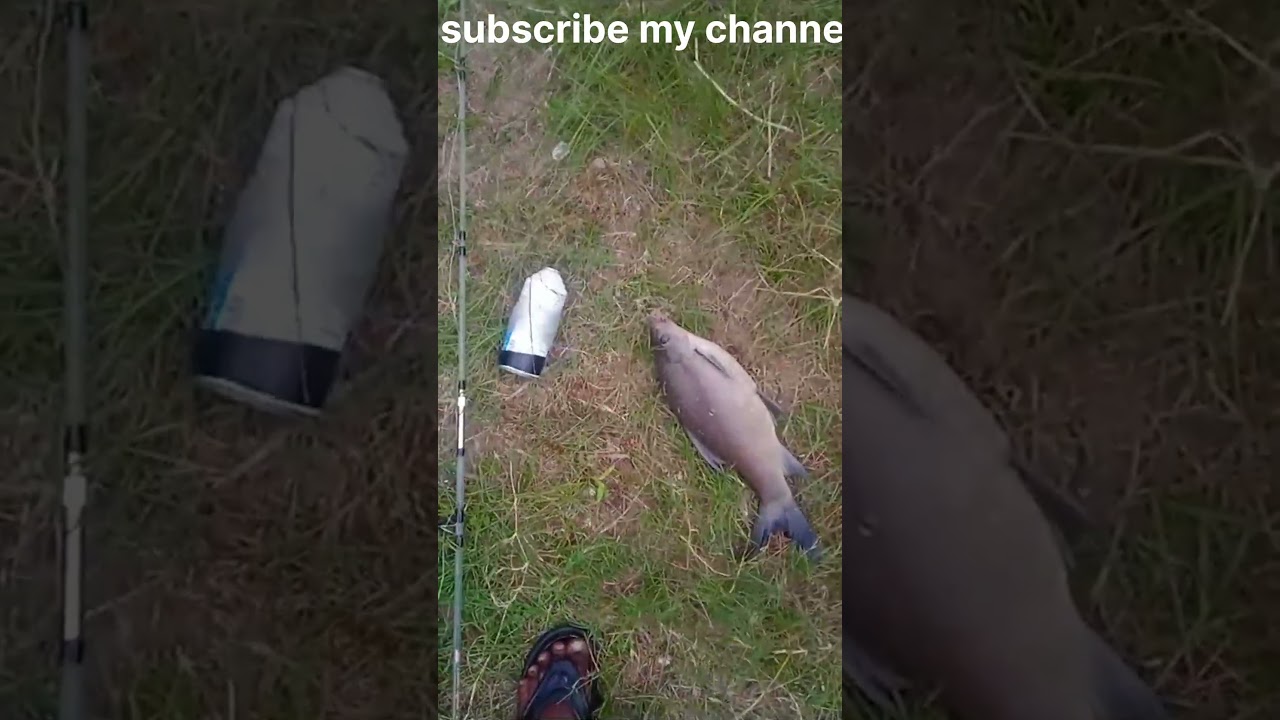 gucha gal fishing||6hook fishing||hook fishing.