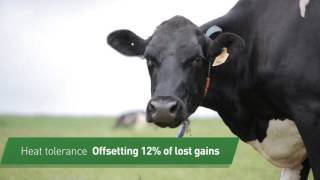 Breeding dairy cattle with world-first traits