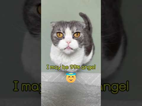 He was perfect… until THIS 😅| #cat #catshorts #catvideo #CatASMR #FunnyCats #99Angel1Trouble