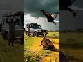아프리카 사바나 대결 아르마딜로 도마뱀과 독수리의 공중 충돌 African Savanna Showdown Armadillo Lizard vs Eagle