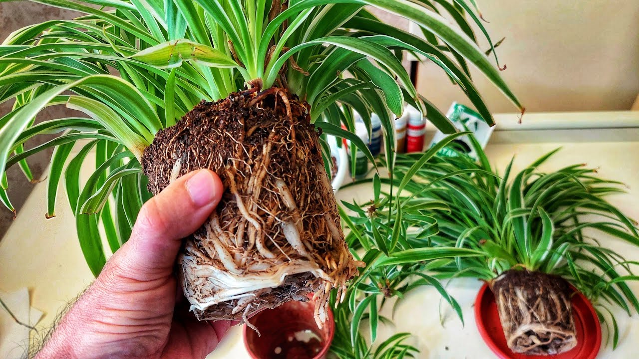 Гулларни тупроғини алмаштиришни, зўр усули. Илдизларга гап йуқ. Илдиз ўстириш учун жуда кучли озуқа.