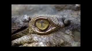 Video thumbnail of "Crocodile song by Hervé Gilles"