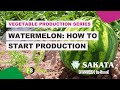 28  watermelon how to start production