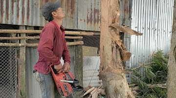 Cưa cây tràm út nghiên vào nhà .Cưa cây kỹ thuật cao ,Sawing mammel tree