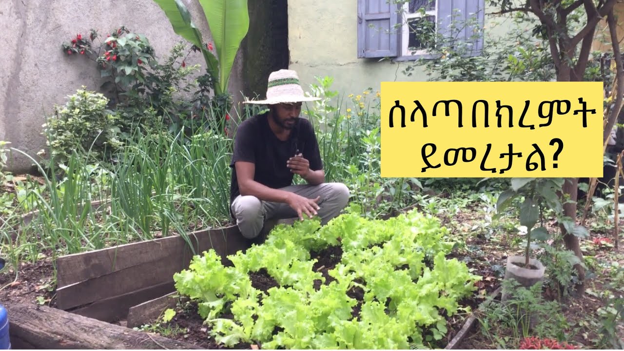 ለጥያቄዎቻችሁ ምላሽ /ሰላጣ በክረምት ይተከላል? Oct 11 2023