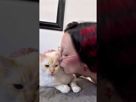 os salgatos ODEIAM  a humana ??