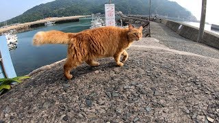 立派な尻尾を振り回しながら海沿いを散歩する猫