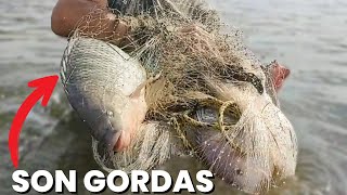 Pescando Con Mojarras 😱 Que Buena Pesca, Excelente Método Para Sacar Carnadas