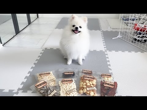 大量のおやつをもらってポメラニアンのハクさま大興奮！！