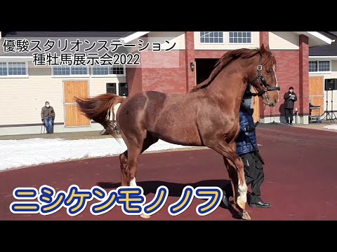 ニシケンモノノフ 優駿スタリオンステーション種牡馬展示会2022 - YouTube