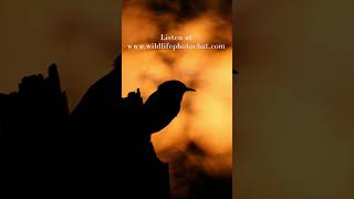 228: Wildlife Photo Chat Teaser #birds #wildlife #birdphotography #podcast