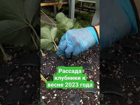 Предзаказ на рассаду клубники (весна 2023)