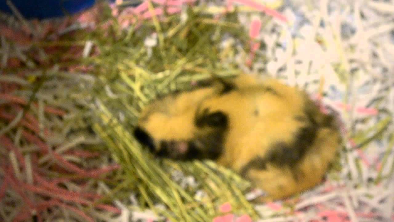 Domesticated Guinea pig - YouTube