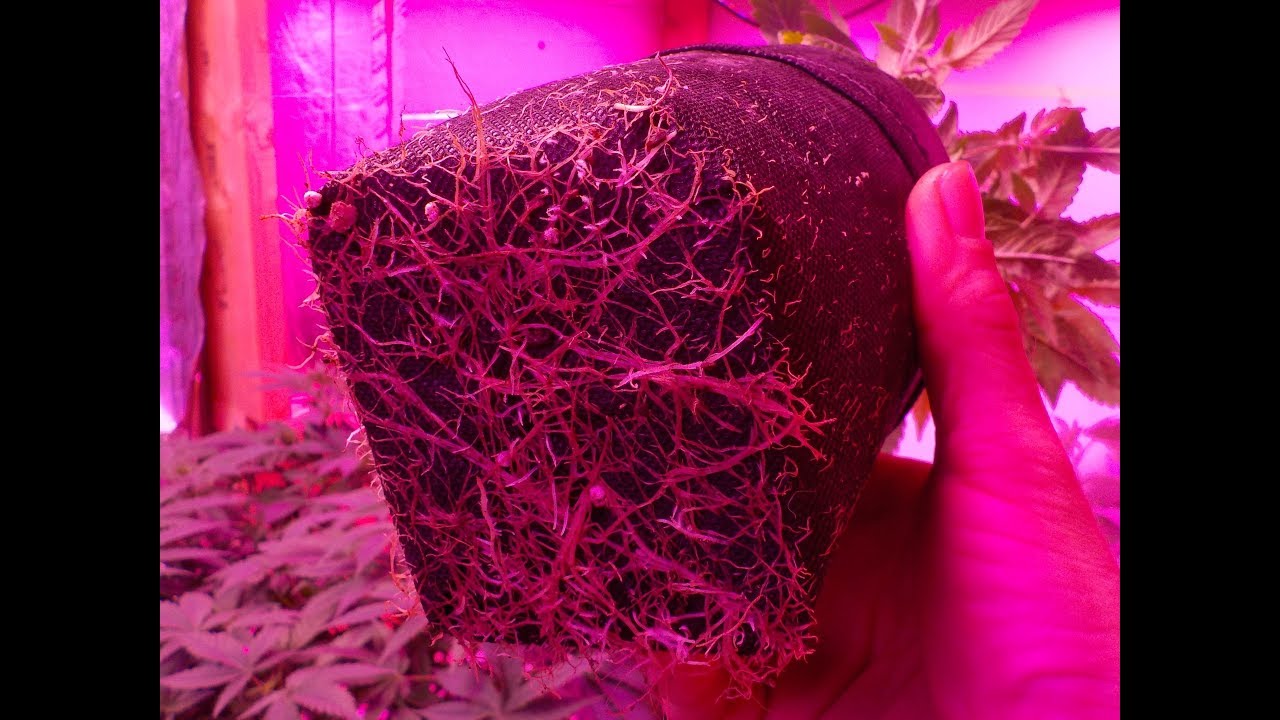 Wanna see my Veg? Its bushy! I've got some buds too!