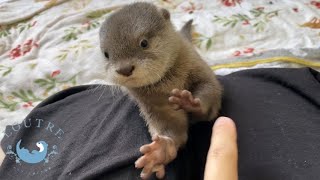 カワウソの赤ちゃんは小さな怪獣と化した・・・！　Baby otter became to be a little monster