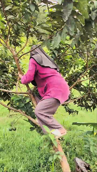 panen buah jambu liar di hutan 😍 #buahliar #vlog #shorts #jambu
