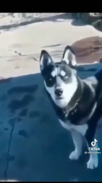 anjing marah di panggil anjing 😂😂lah kok ngamok