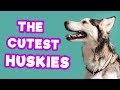 30 Incredibly Husky Dogs And Puppies | Funny Pet Videos | #thatpetlife