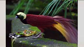 Raggiana Bird Of Paradise: National Bird of Papua New Guinea