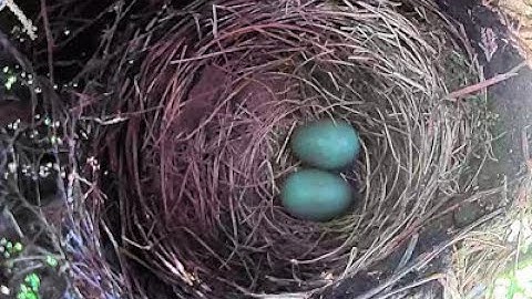 Blackbird nest - Day 8 Part 1
