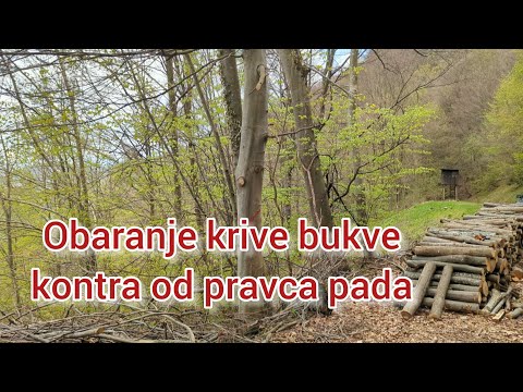 Video: 3 načina spljoštenja zakrivljenog drva