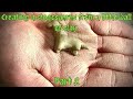 Sculpting a stegosaurus out of clay