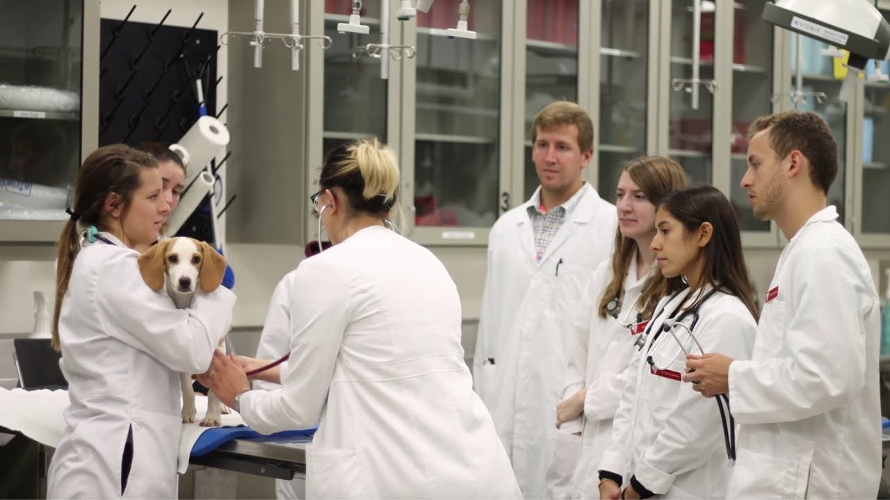 Scholarship Support for DVM Students - YouTube