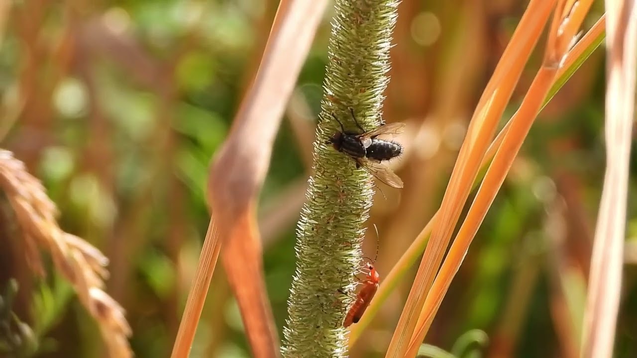 roter weichkäfer und graue fleischfliege