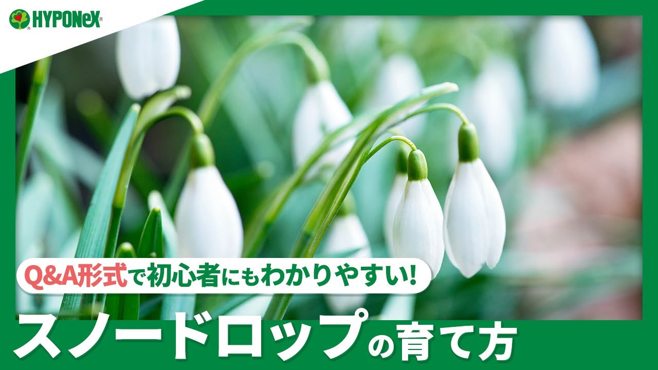 140 スノードロップの育て方 夏越しの方法は 水やりや肥料など日々の管理をご紹介 Plantiaq A 植物の情報 育て方をq A形式でご紹介 Youtube