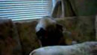 Pugs Snorting