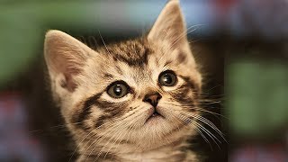 Наши любимые котята и кошки. Our beloved cats and kittens Наши любимые котята и кошки. Our beloved cats and kittens