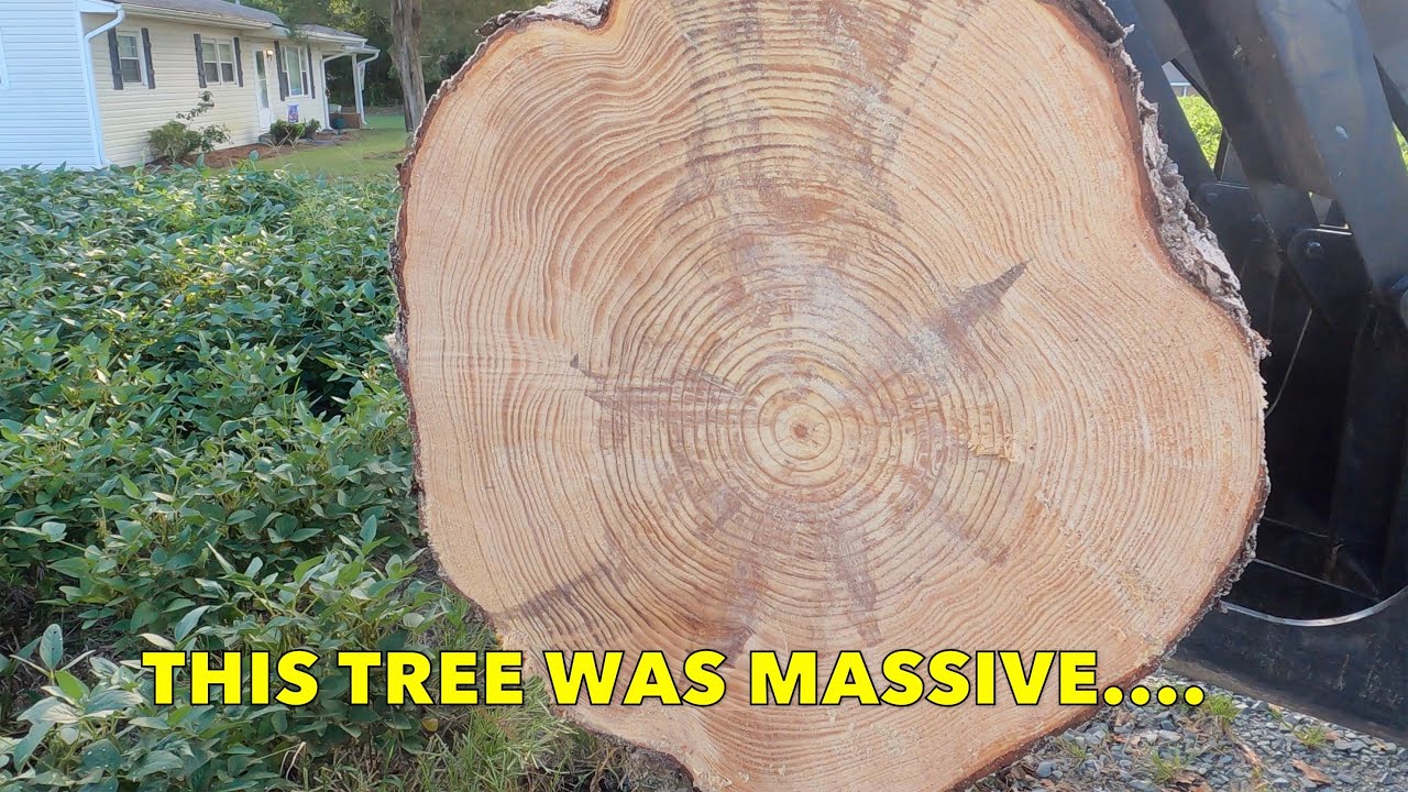 Moving a MASSIVE Pine Tree w/ a Standard Duty GRAPPLE BUCKET - YouTube