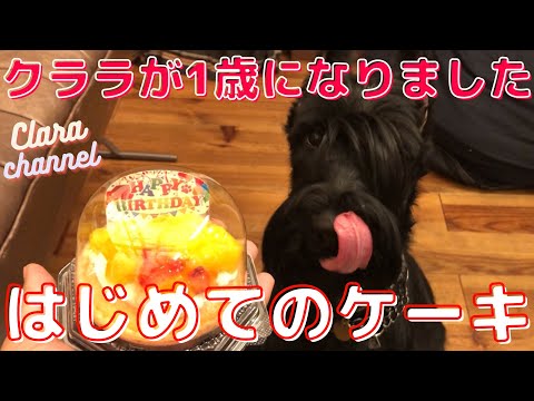 【大型犬】クララが1歳になりました(ジャイアントシュナウザー)giant schnauzer