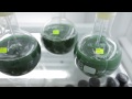 Biodiesel de algas