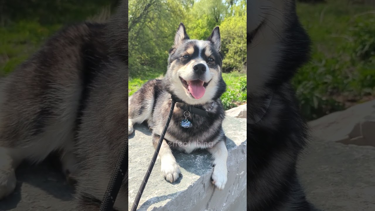 The most perfect thing I have ever seen ✨| 