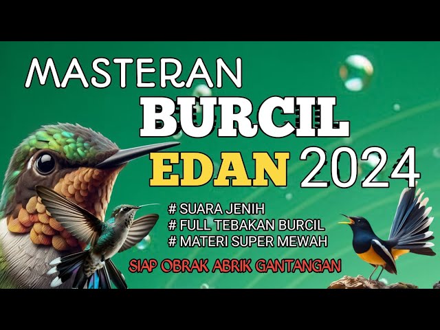 2 jam masteran burcil EDAN 2024 Full tembakan pedas suara jernih siap obrak abrik gantangan class=