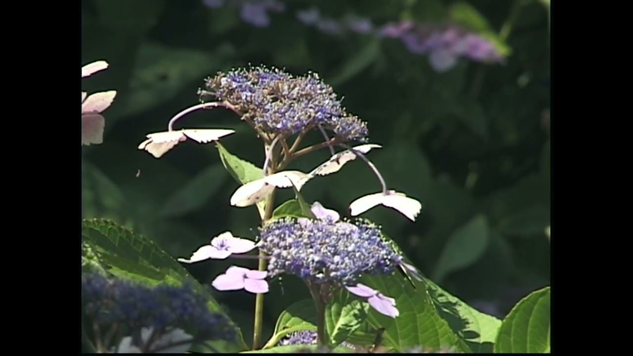 Comparing Betacam SP Component Analog to Professional Hi8