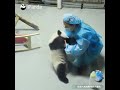 [판다판다] 아기 판다에게는 우유를 먹는 시간이 가장 즐거워~그런데 이들은 우유에 취했나? | CCTV 한국어방송