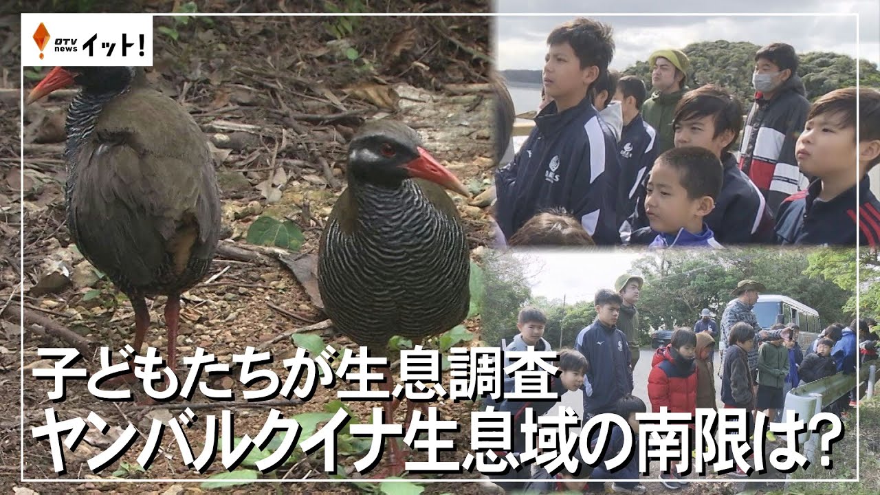 子どもたちが生息調査　ヤンバルクイナ生息域の南限は？（沖縄テレビ）2025/3/06