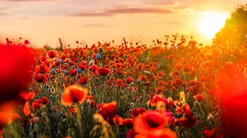 سورة المنافقون القارئ  اسلام صبحي جديد أرح سمعك مع الطبيعة الساحرة 😍🌸😍